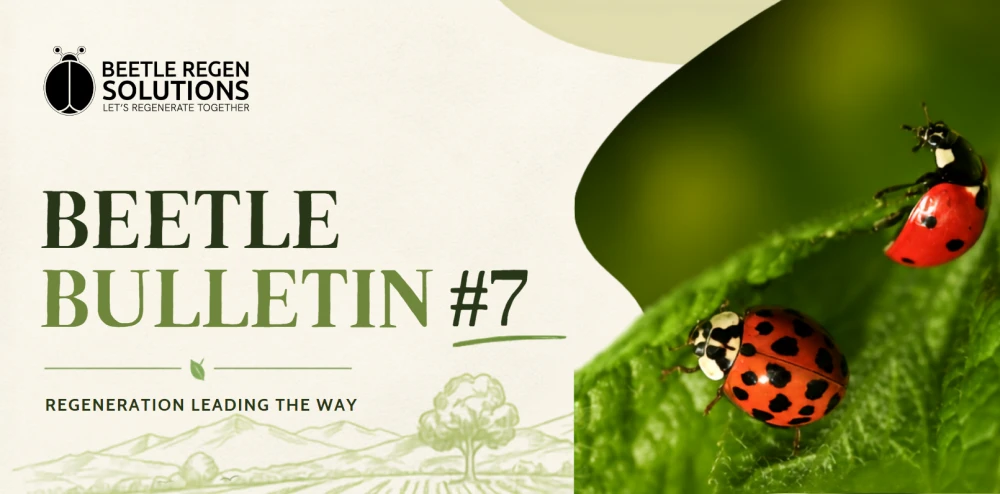 Beetle Bulletin 7 cover