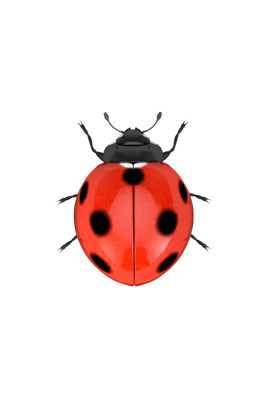 bug crawling on text