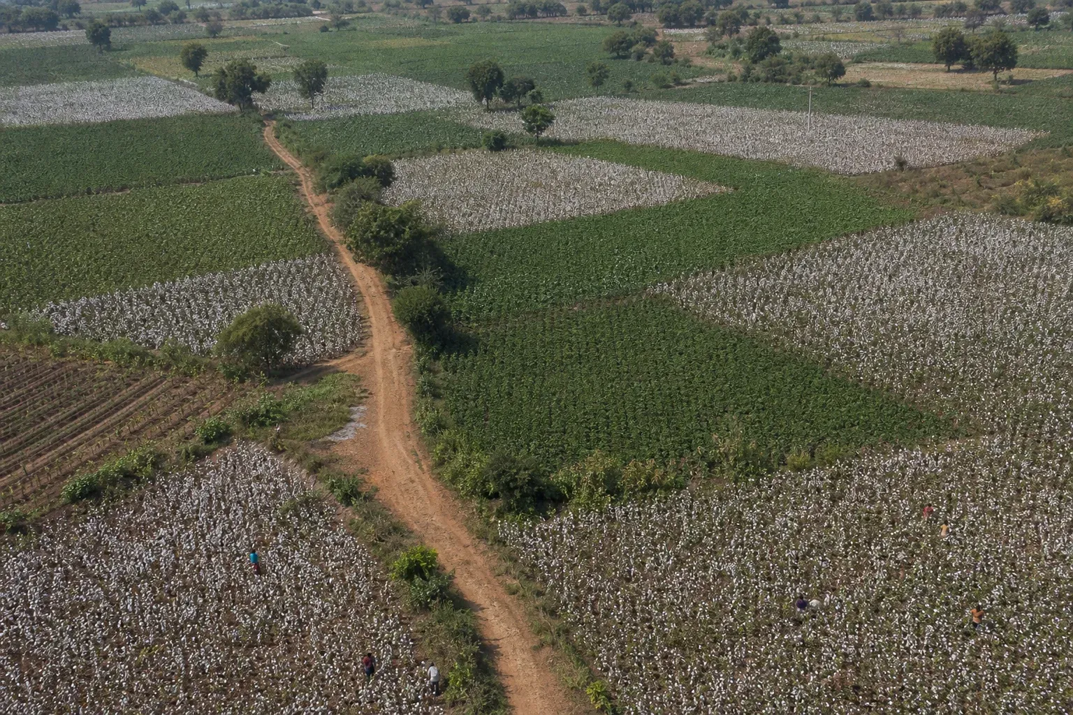 Aerial view of a cotton farming region in Madhya Pradesh with visible field plots and farmer activity. Photorealistic aerial photograph of cotton farmland in Madhya Pradesh, India, showing a patchwork of small green and white cotton fields
