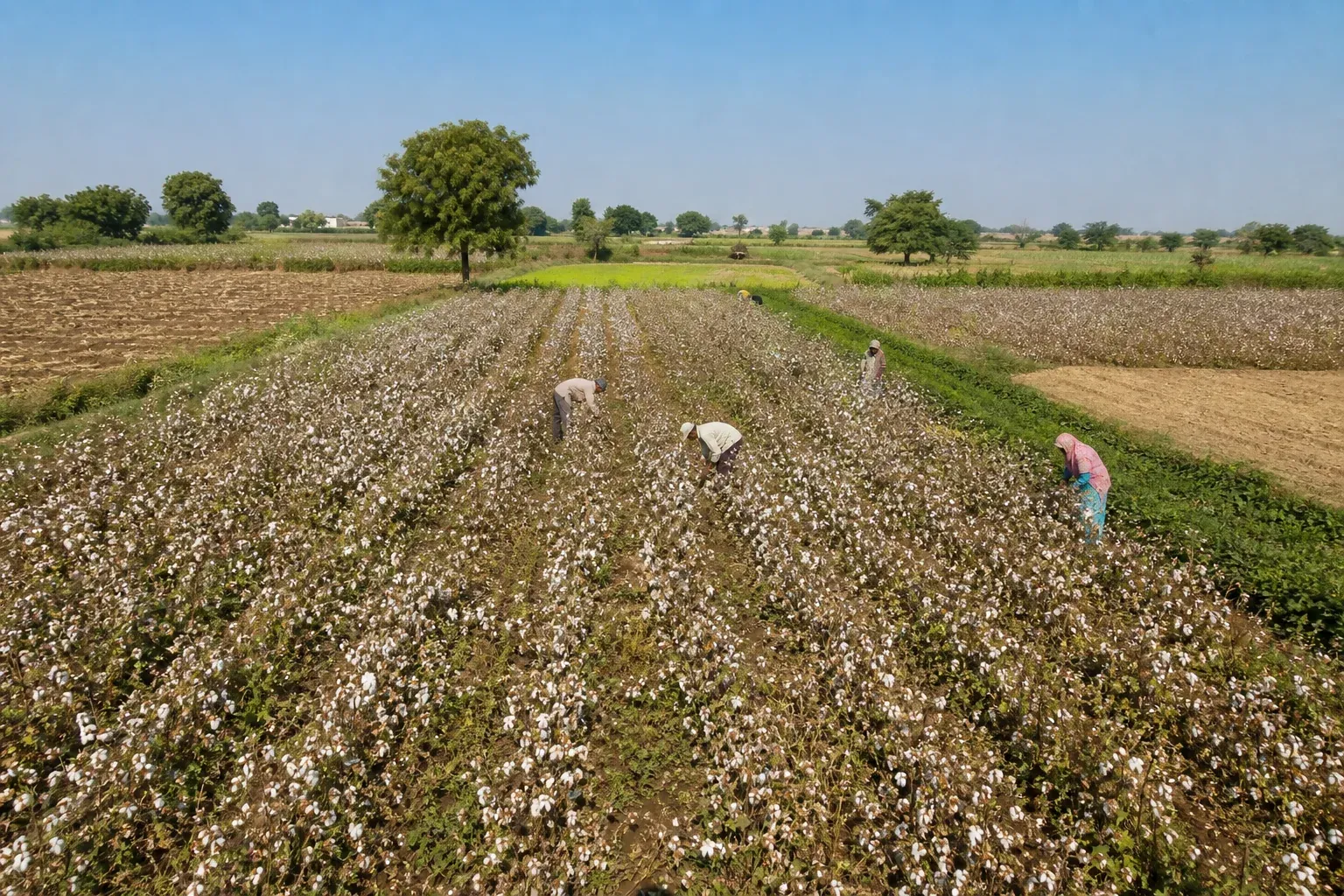 Aerial-style view of a cotton farming landscape in Maharashtra with visible crop residue and farmers working, representing biochar project sites. Photorealistic wide aerial photograph of a rainfed cotton farming landscape in Maharashtra