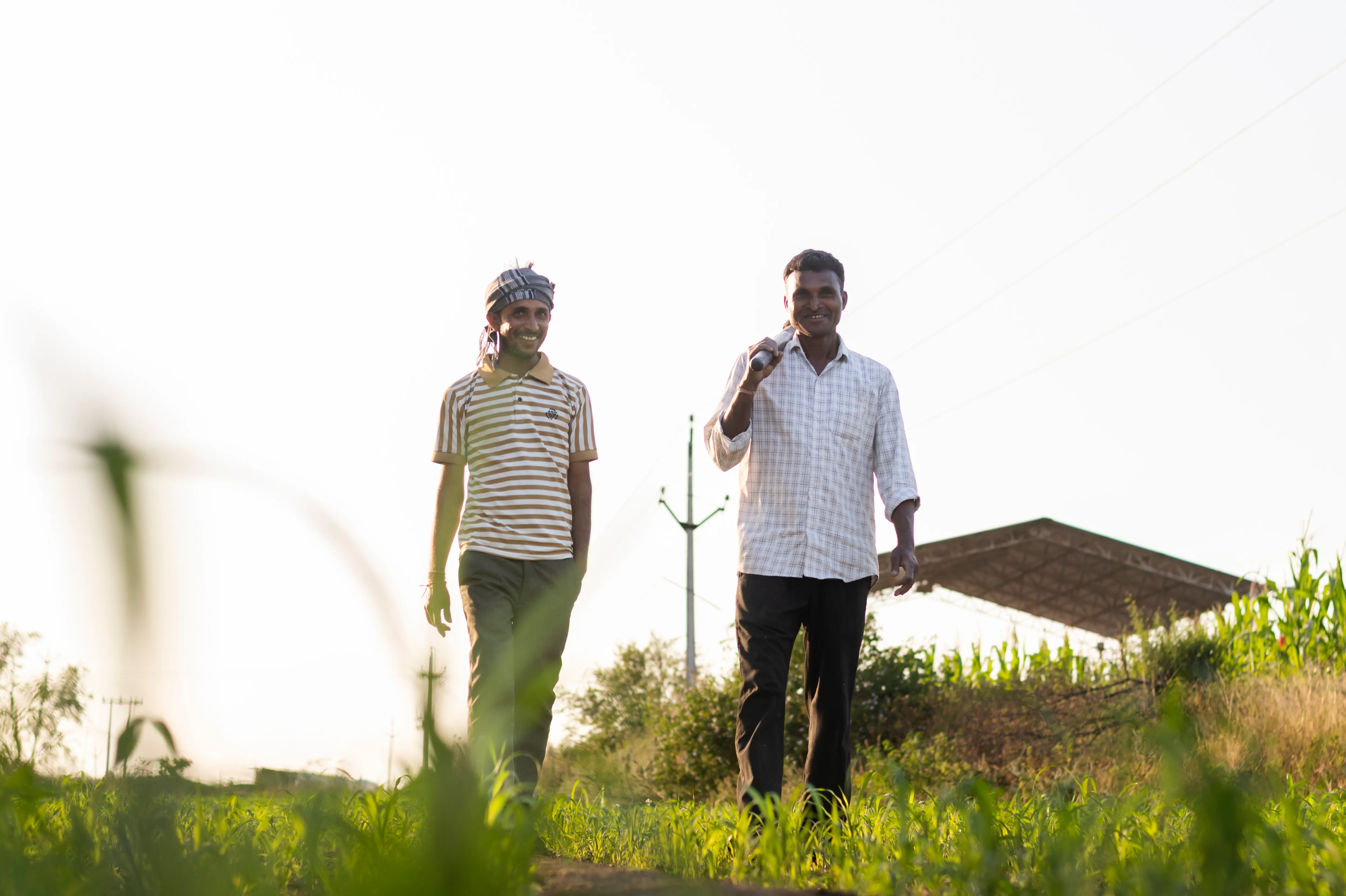 Smallholder cotton farmers walking through a green cotton field in Madhya Pradesh at morning light