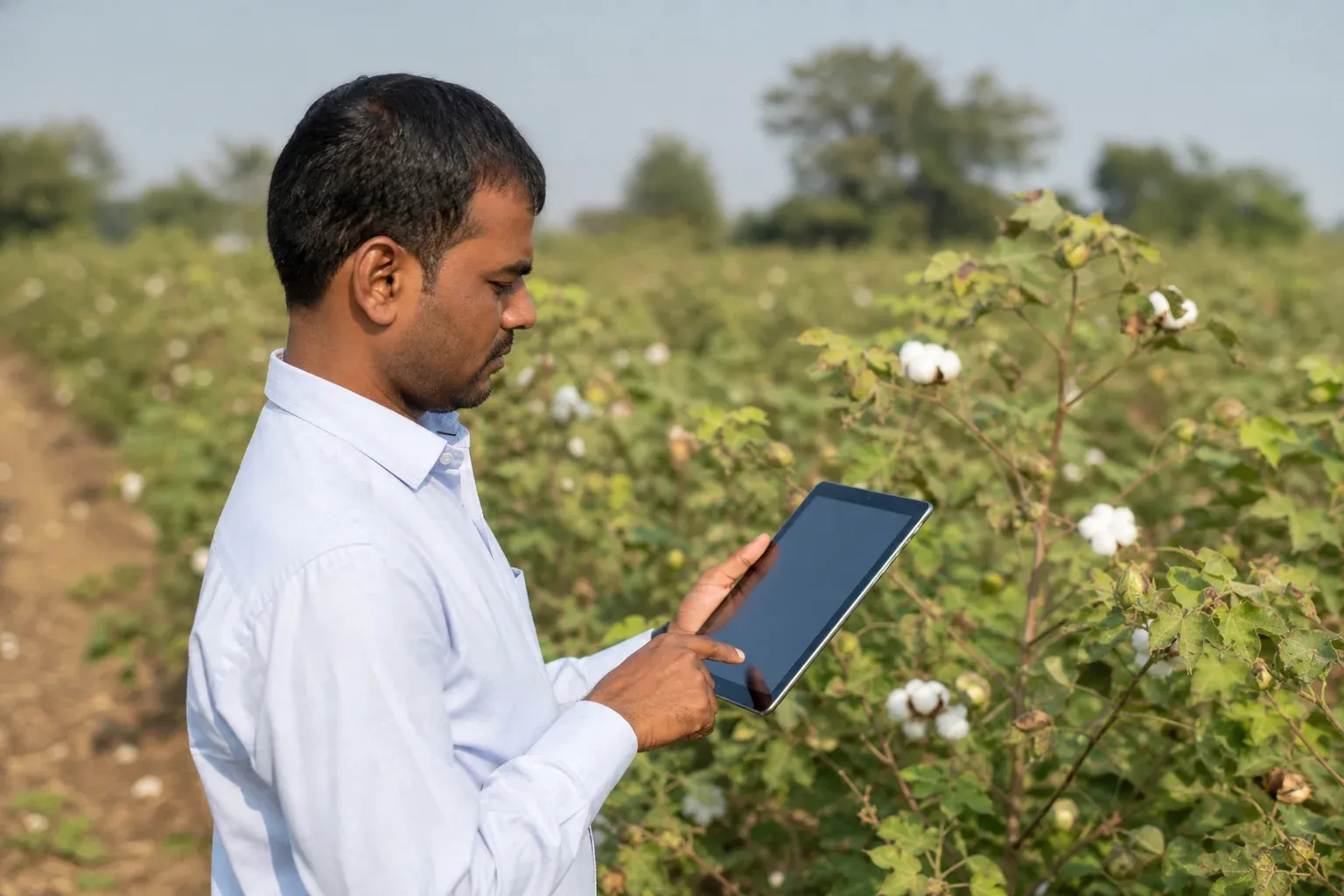 Field worker recording farm data on a tablet in a cotton field. Photorealistic photograph of a field officer in India standing in a cotton farm, holding a tablet device and entering data while looking at cotton plants, natural daylight