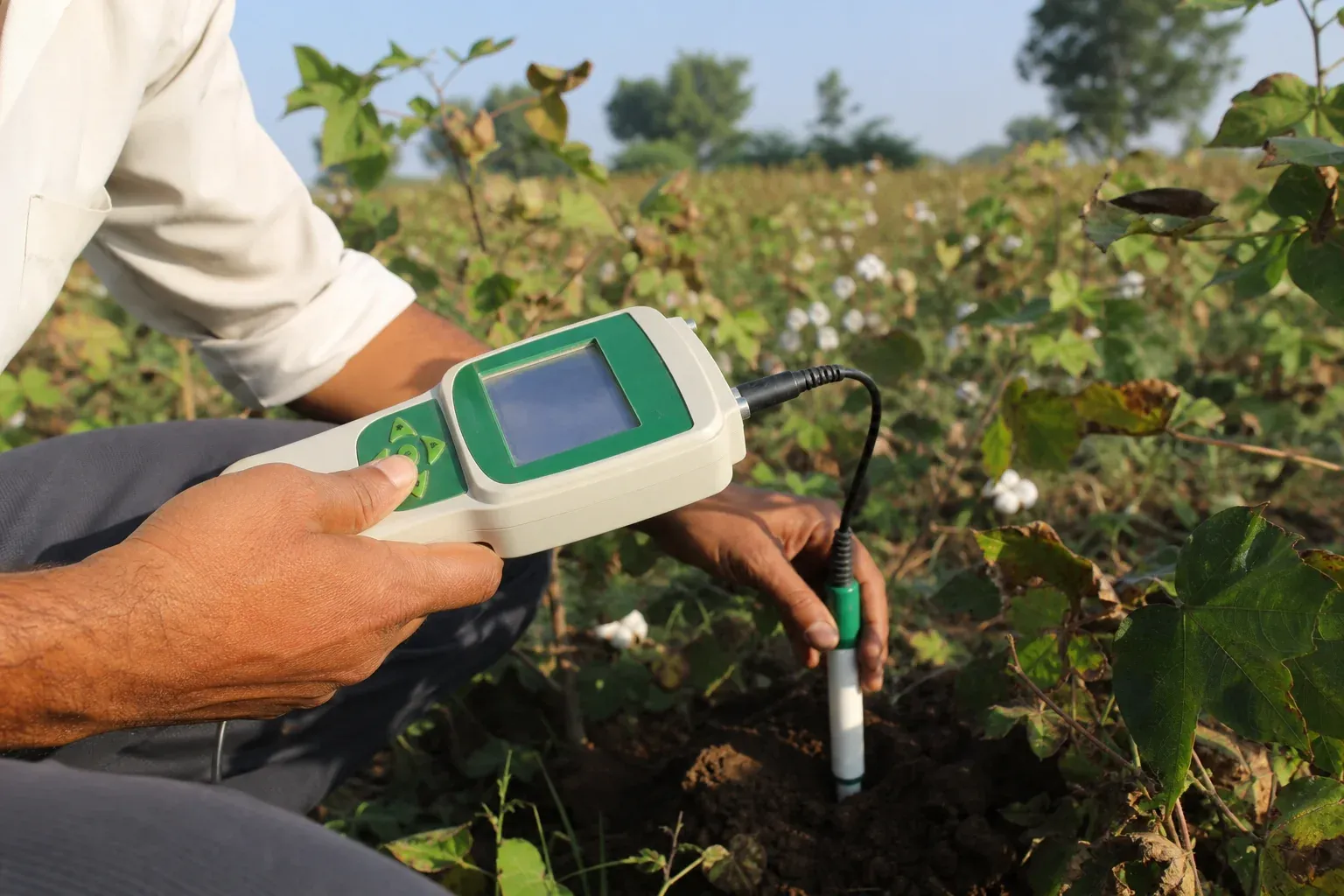 Field technician measuring soil carbon with handheld device in a cotton field. photorealistic photo of a field technician using a handheld soil-testing device in a cotton farm in South Asia, close-up on hands and device screen, sunny
