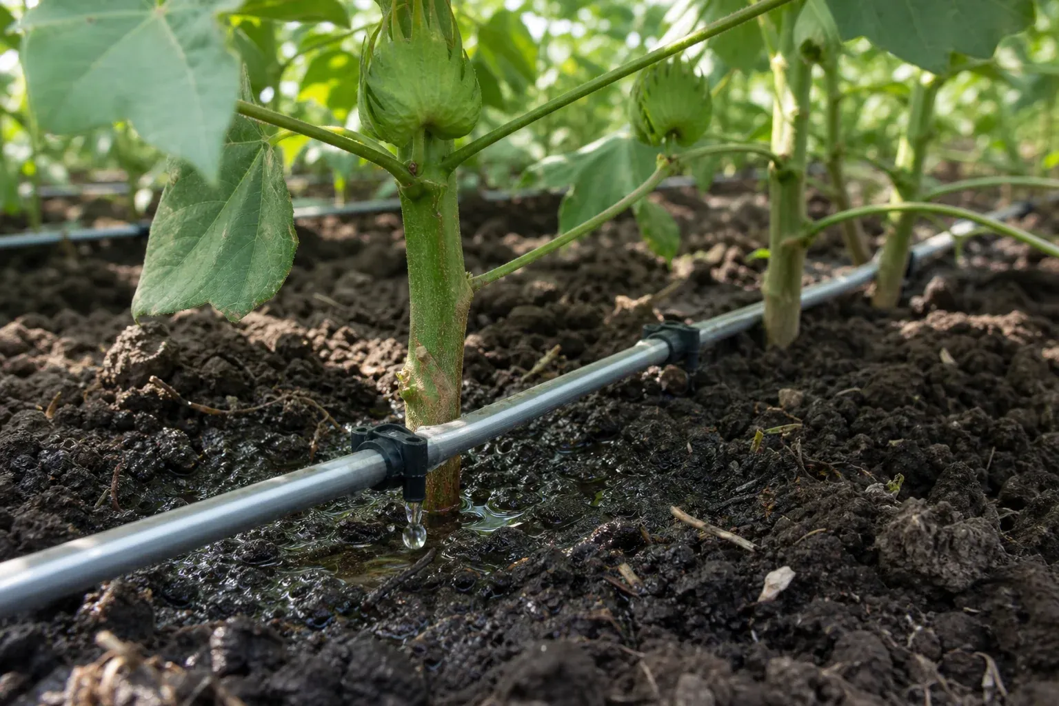 Close-up of drip irrigation emitters at the base of cotton plant stems with water droplets visible on moist soil near the root zone