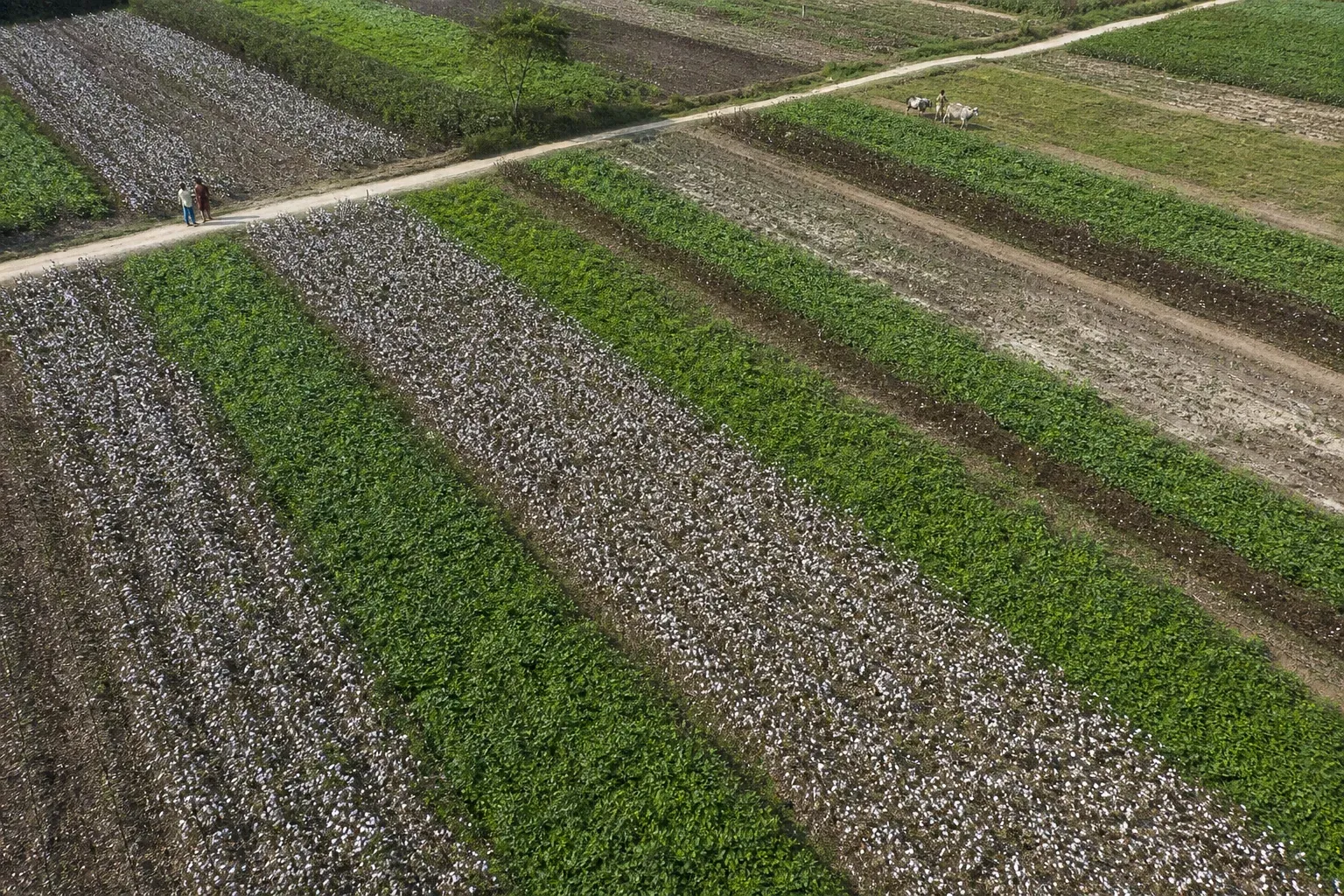 Aerial-style view of small farm plots showing different crops in rotation strips. Photorealistic aerial drone-style photo of smallholder farm plots in rural India showing alternating strips of cotton and legume cover crops, patchwork field