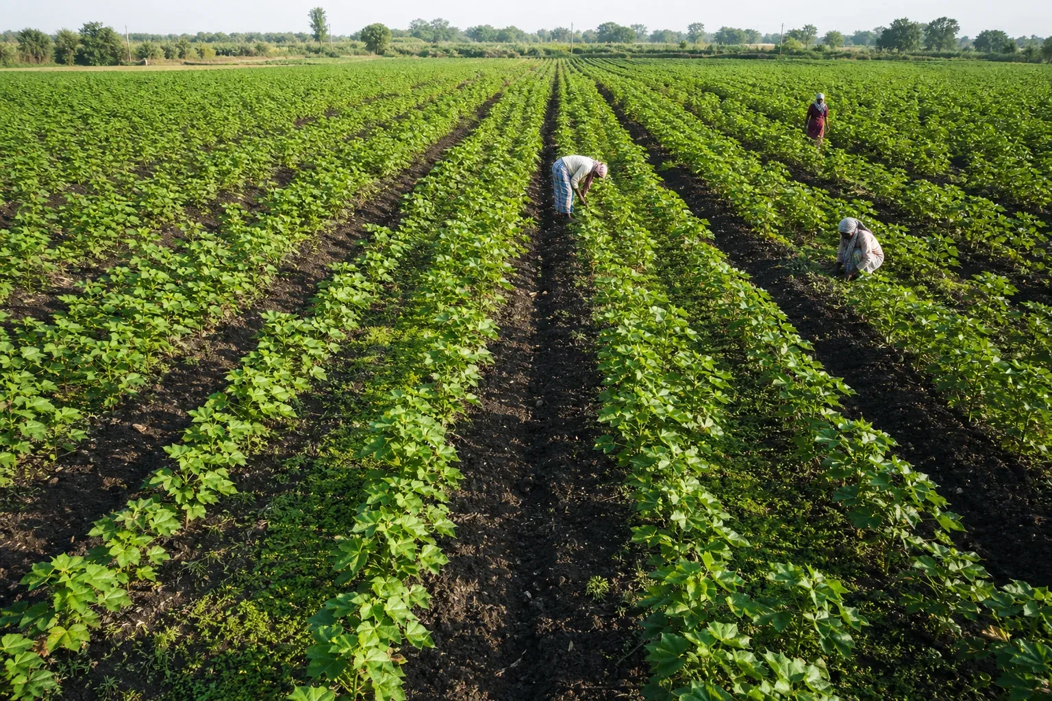 Aerial view of a regenerative cotton farm with visible biochar application and healthy soil rows in India. Photorealistic aerial photograph of a regenerative cotton farm in India, dark rich soil rows visible with subtle green