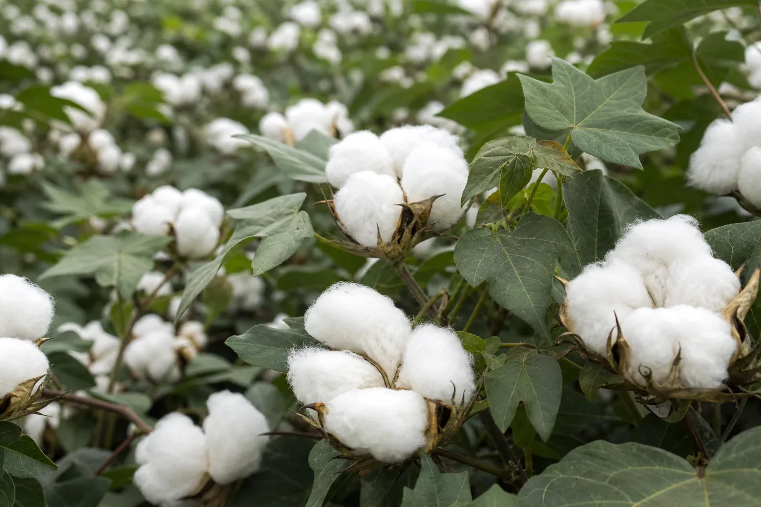 Close-up of cotton canopy showing bolls and leaf density. photorealistic close-up photograph of a dense cotton plant canopy with open white cotton bolls and green leaves layered from top to bottom, natural outdoor lighting, sharp focus on