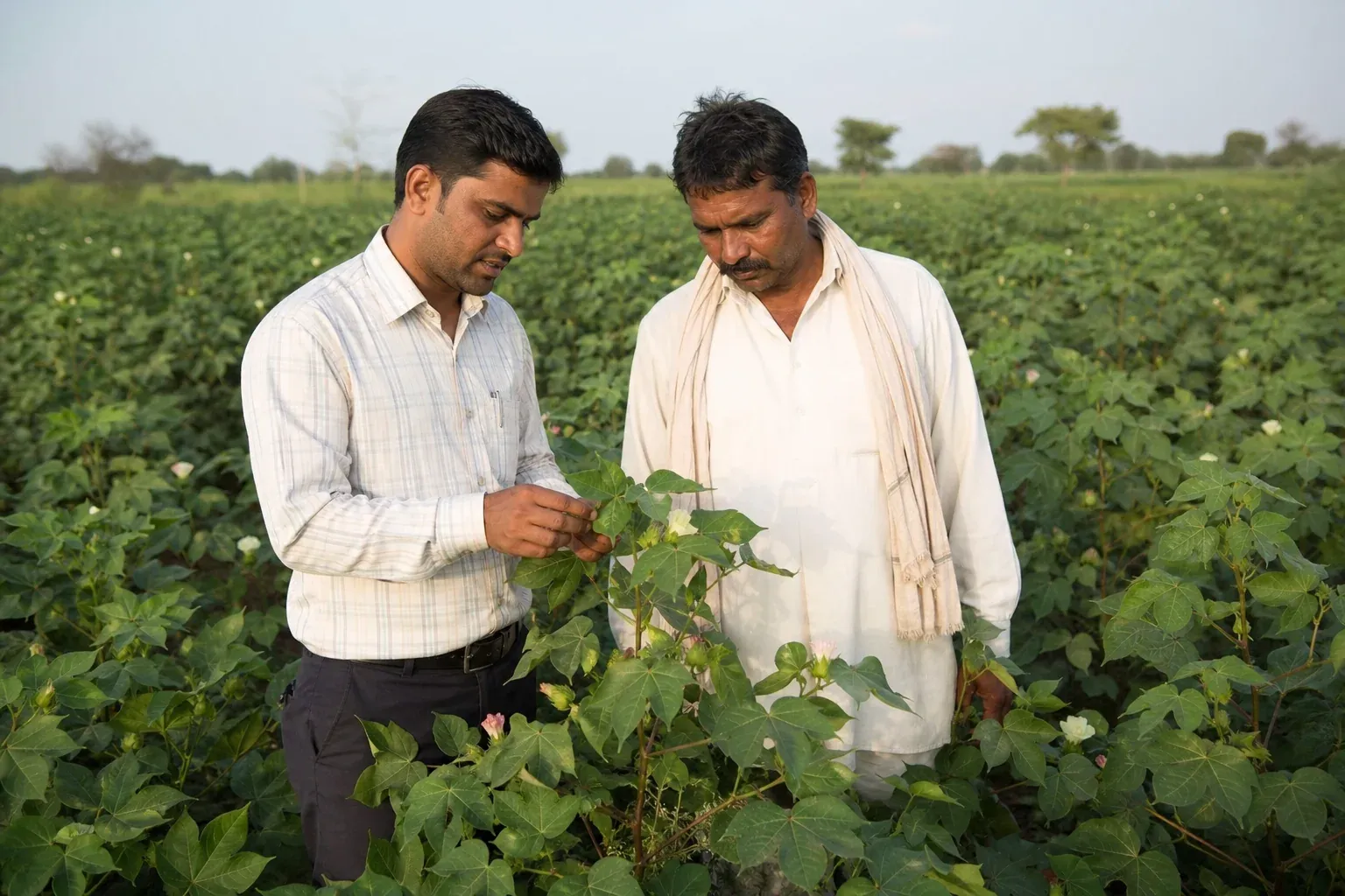 Field team and farmer reviewing HDPS demonstration plot. photorealistic photograph of an agricultural field officer and a smallholder cotton farmer standing together in a high-density planted cotton demonstration plot in Madhya Pradesh