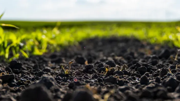 Low-angle, close-up photo of dark, crumbly soil in a field, with small seedlings just emerging from the ground in the foreground. The background is out of focus and shows rows of young green crops str