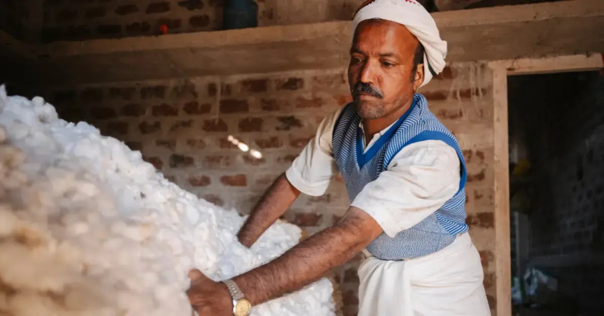 Cotton farmers using High Density Planting Systems