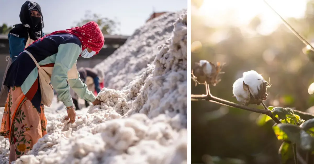 Field workshop on regenerative cotton in Madhya Pradesh