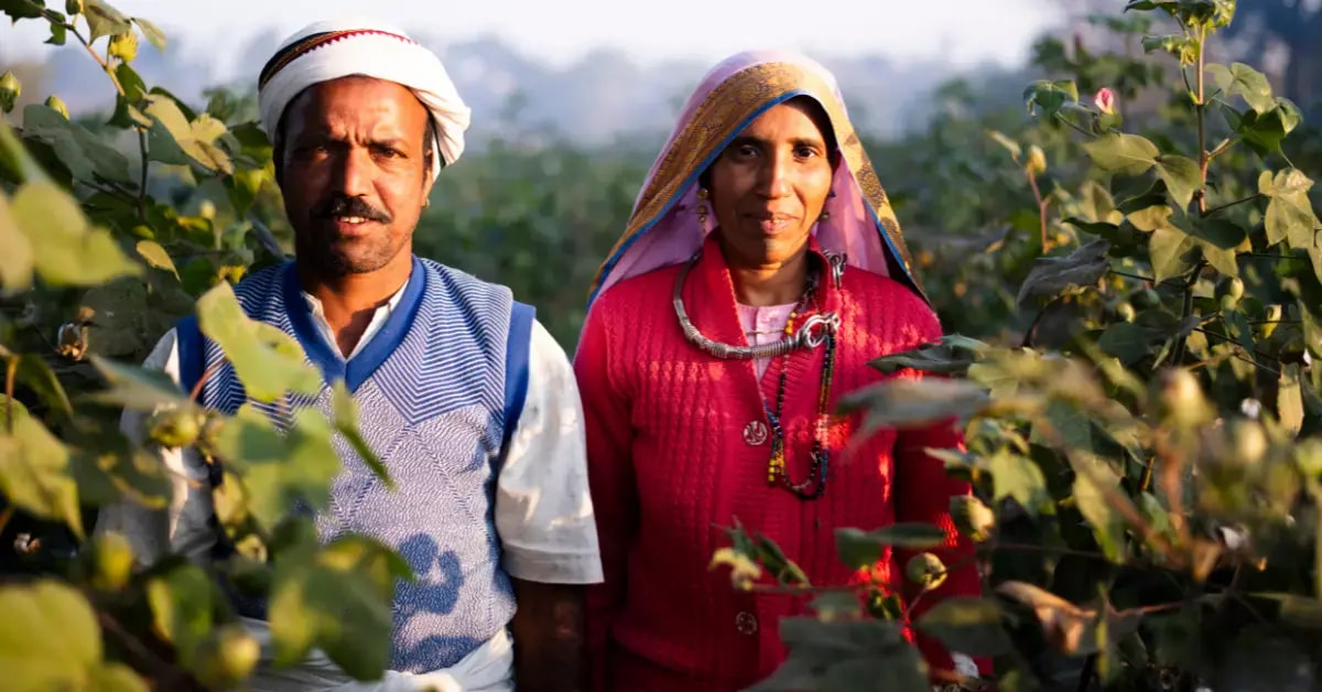 Smallholder cotton fields under Beetle Regen