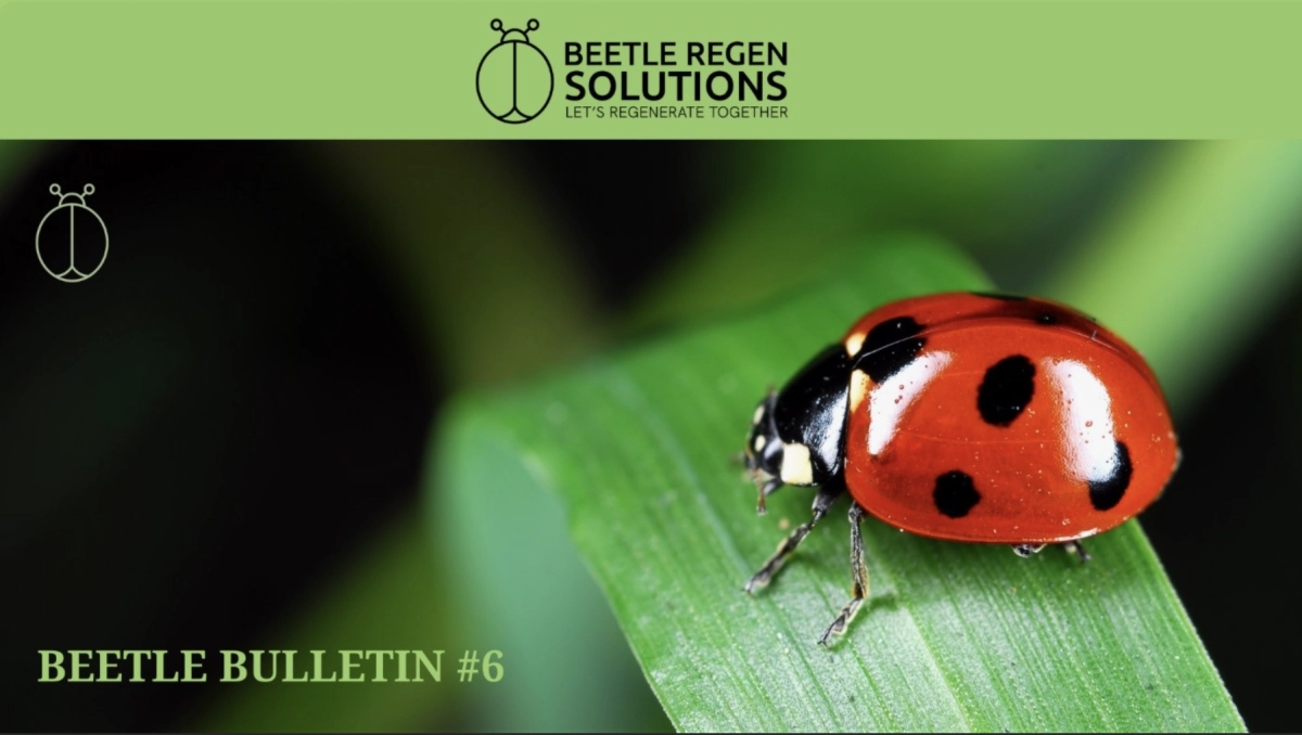 Beetle Bulletin 5 cover